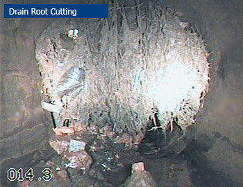 Drain Root Cutting & Clearing